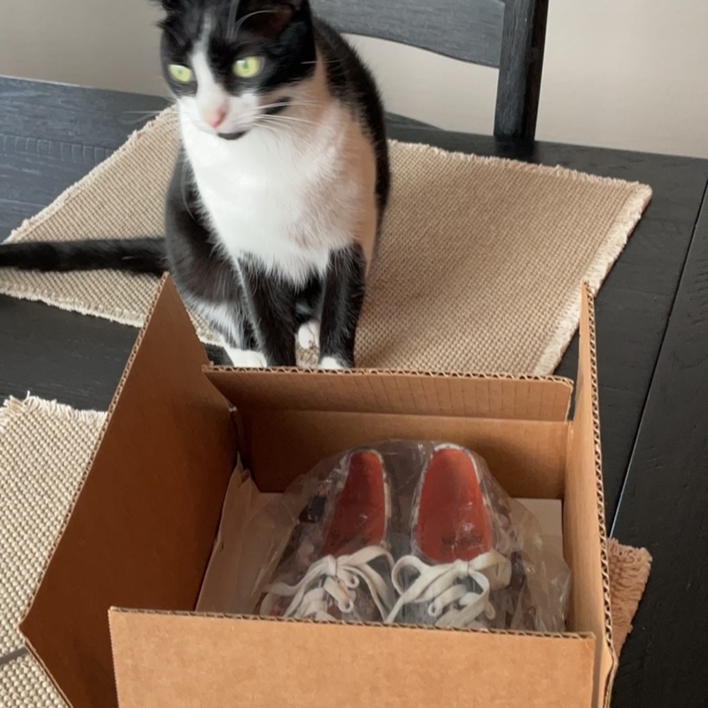 Vans Cat Canvas - Picture 16 of 16